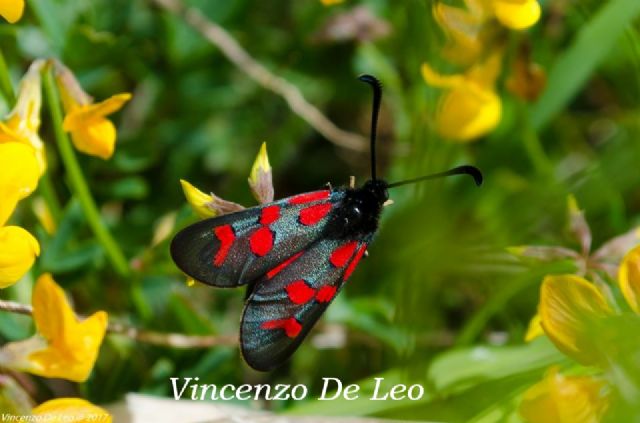 Zygaena ID dalla Puglia